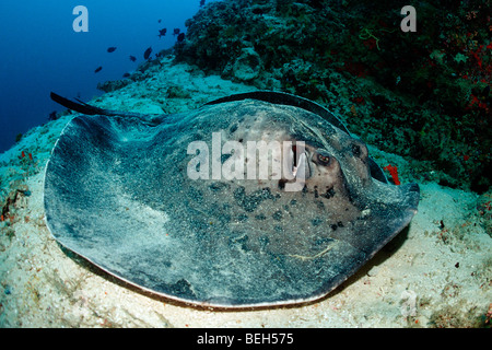 Black-spotted Stingray, Taeniura meyeni, House Reef Ellaidhoo, Ari Atoll, Maldives Banque D'Images