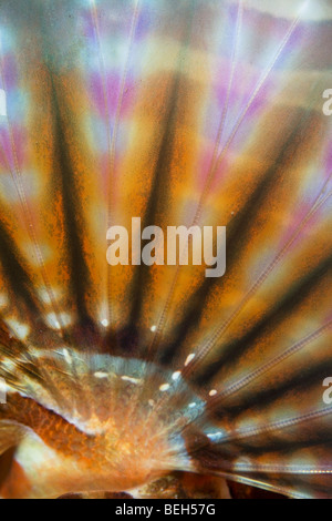Fin d'Zebra-Lionfish, Dendrochirus zebra, Sulawesi, le Détroit de Lembeh, Indonésie Banque D'Images