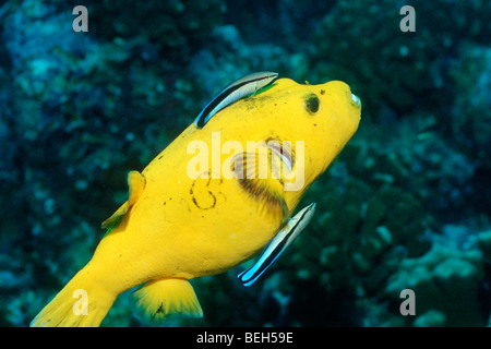 Épinoche tachetée jaune et Puffer labres nettoyeur, Arothron nigropunctatus, Labroides dimidiatus, North Ari Atoll, Maldives Banque D'Images