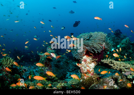 Les Maldives et poisson clown Amphiprion nigripes, Lyretail Anthias Pseudanthias squamipinnis,, South Male Atoll, Maldives Banque D'Images