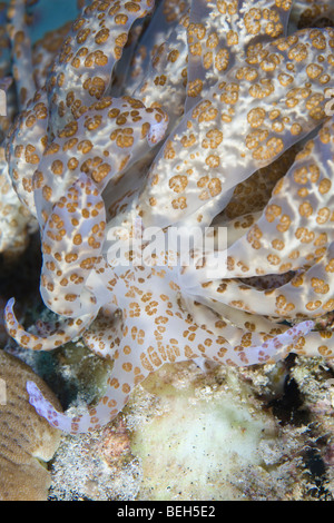 Nudibranche à énergie solaire, Phyllodesmium longicirrum, nord de Sulawesi, Indonésie Banque D'Images