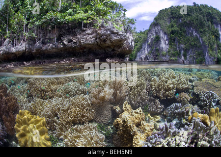 Dans la biodiversité des récifs coralliens peu profonds, Misool, Raja Ampat, Papouasie occidentale, en Indonésie Banque D'Images