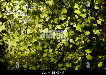 L'été du soleil filtre à travers les branches et le feuillage vert vieux de hêtres dans l'ancienne forêt de bois Sydenham Banque D'Images