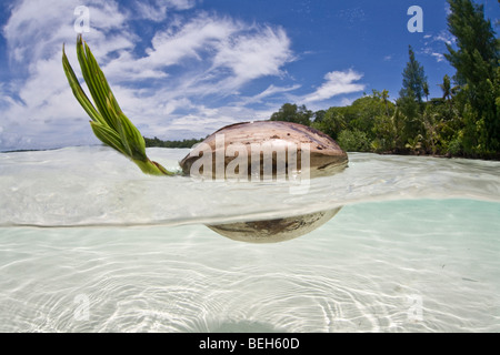 Coconut flotte dans le lagon, Cocos nucifera, Micronésie, Palau Banque D'Images