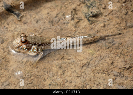 Periophthalmus barbarus, skipper de boue, amphibius les poissons vivant dans l'habitat intertidal, Bintang Bolong, Gambie Banque D'Images