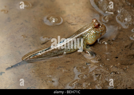 Periophthalmus barbarus, skipper de boue, amphibius les poissons vivant dans l'habitat intertidal, Bintang Bolong, Gambie Banque D'Images