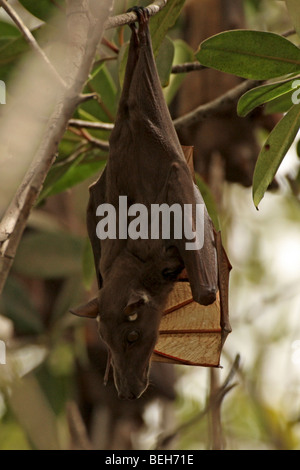 Epauletted gambien, Epomophorus gambianus roussette, Bintang Bolong , en Gambie Banque D'Images