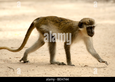 Un singe vert, Réserve naturelle d'Abuko, Lamin, la Gambie Banque D'Images