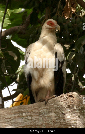 Palmiste africain, Gypohierax angolensis, ou poisson vulturine eagle, Réserve naturelle d'Abuko, Lamin, la Gambie Banque D'Images