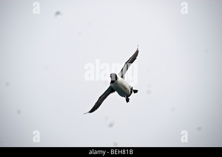 Monte Carlo, Hinlopenstreet Alkefjellet, falaises d'oiseaux de Banque D'Images