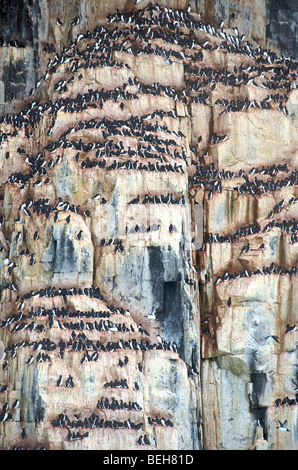 Monte Carlo, Hinlopenstreet Alkefjellet, falaises d'oiseaux de Banque D'Images