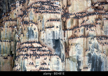 Monte Carlo, Hinlopenstreet Alkefjellet, falaises d'oiseaux de Banque D'Images