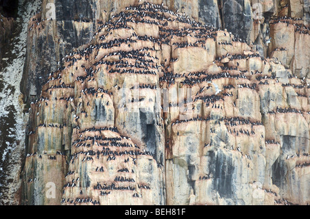 Monte Carlo, Hinlopenstreet Alkefjellet, falaises d'oiseaux de Banque D'Images