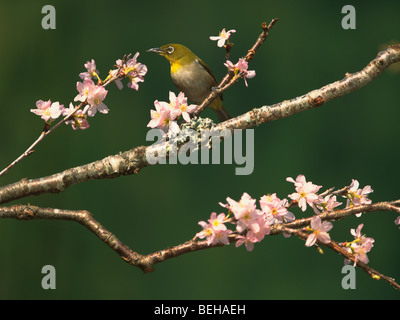 Un Japonais white-eye assis sur la branche d'un cerisier en fleurs Banque D'Images