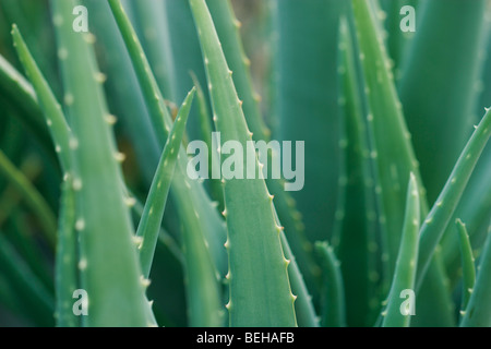 Aloe-Vera quitte Banque D'Images
