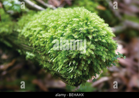 Close up of moss covered, Yakushima, préfecture de Kagoshima, Japon Banque D'Images