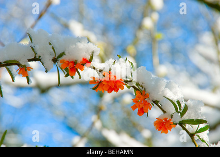 Neige sur une brindille de berberis x lologensis against a blue sky Banque D'Images