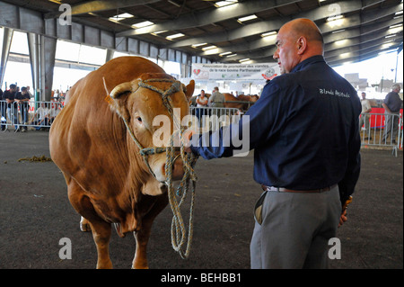 Prix bull exposée au salon de l'agriculture à Parthenay, deux-sèvres, France. Banque D'Images