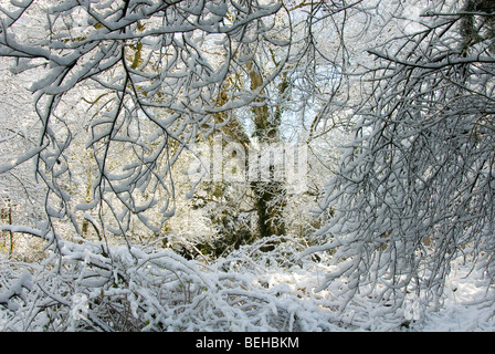 La neige sur les arbres dans le jardin avec un bon éclairage Banque D'Images