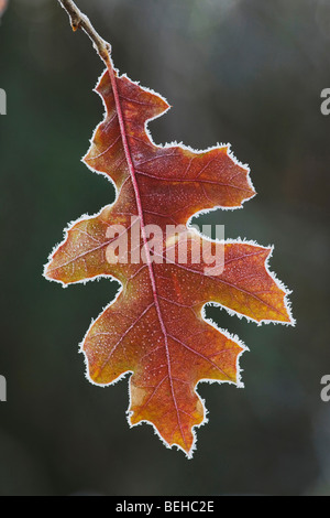 L'Est de Black Oak (Quercus velutina), cerclée de feuilles dans le gel, Carlyle, North Carolina, USA Banque D'Images