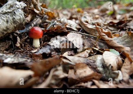 Russula emetica (frais jeunes l'sickener) croissant dans les forêts du Sanctuaire Togakushi, Japon Banque D'Images