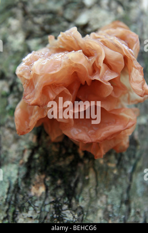 Jelly champignon oreille (Auricularia auricula-judae) poussant sur un arbre en sanctuaire Togakushi, Japon Banque D'Images