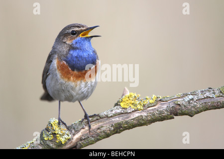 Gorgebleue à miroir (Luscinia svecica) appelant à partir de la succursale en zone humide Banque D'Images