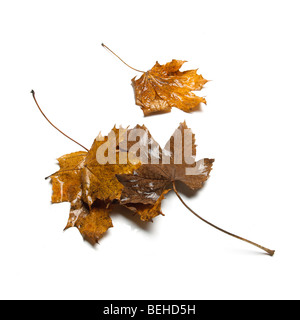 L'automne les feuilles tombées marron et vert Banque D'Images