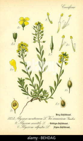 Circa 1880 gravure montrant plusieurs plantes du genre Alyssum montanum Alyssum (, Alyssum alpestre, Alyssum saxatile). Banque D'Images