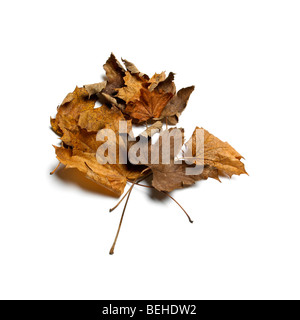 L'automne les feuilles tombées marron et vert Banque D'Images
