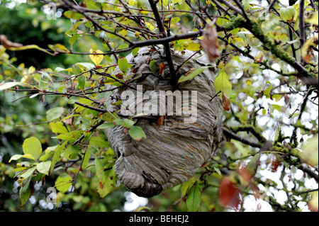 Ancien nid de guêpes qui ressemble à film alien et dans un jardin Sussex UK Banque D'Images