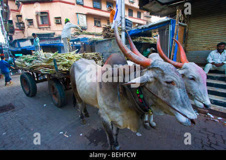 Transport de la canne à sucre à Bull panier marché Crawford à Mumbai Inde Banque D'Images