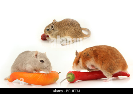 Un collage de trois hamsters curieux Banque D'Images
