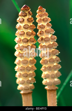 La prêle des champs (Equisetum arvense), Belgique Banque D'Images