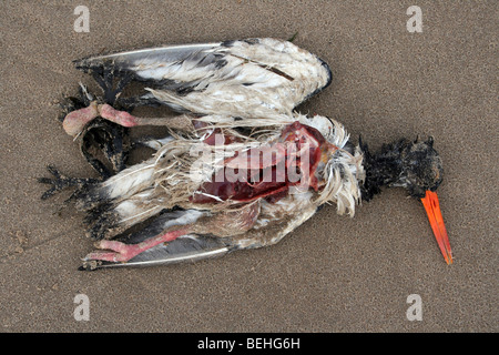 Huîtrier pie Haematopus ostralegus Eurasian morts échoués sur la plage de New Brighton, le Wirral, Merseyside, Royaume-Uni Banque D'Images