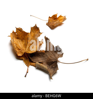 L'automne les feuilles tombées marron et vert Banque D'Images