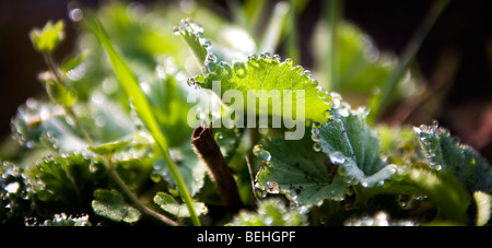 Rosée matinale Banque D'Images