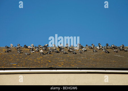 Un troupeau de pigeons gris sur un sol carrelé toit contre un ciel bleu Banque D'Images