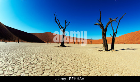 Dead Vlei Sossusvlei, Namibie Namib Naukluft Park, Banque D'Images