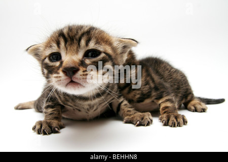 De découpe d'une semaine deux chatons sur fond blanc Banque D'Images