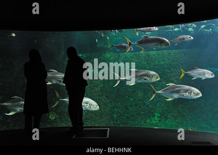 Les touristes à la recherche de l'aquarium de la mer Nausicaä avec poissons tropicaux, Boulogne-sur-Mer, Pas-de-Calais, France Banque D'Images