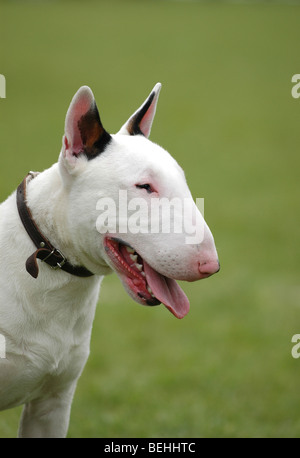 Portrait Bullterrier, blanc à green Banque D'Images