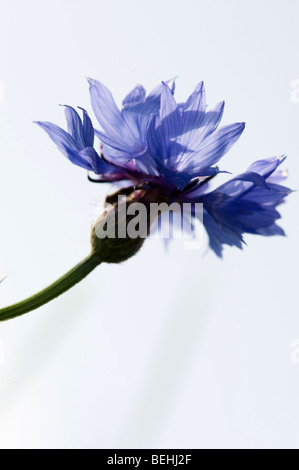 Centaurea cyanus (bleuet, baccalauréat, bouton, fleur bleue, boutonnière, Hurtsickle) Banque D'Images