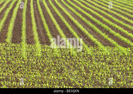 Le maïs / champ de maïs (Zea mays), Belgique Banque D'Images