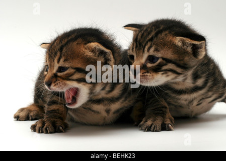 De découpe d'une semaine deux chatons sur fond blanc Banque D'Images