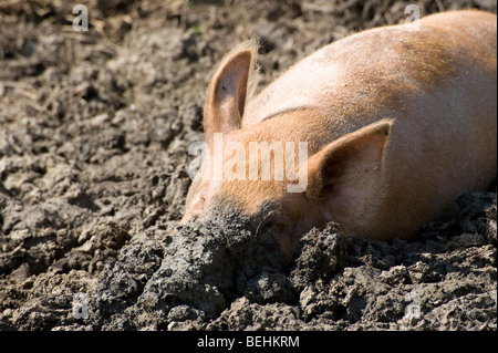 Porc Tamworth se vautrer dans la boue sur une ferme en Angleterre Banque D'Images