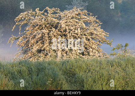 Fleur d'aubépine (Crataegus monogyna) dans la brume, Belgique Banque D'Images