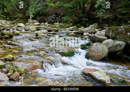 Ruisseau de montagne en forêt, Harrachov, Monts Karkonosze /, République Tchèque Banque D'Images