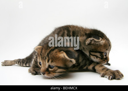 De découpe d'une semaine deux chatons sur fond blanc Banque D'Images