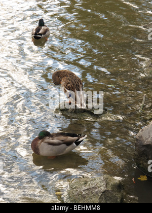 Canards colverts. Banque D'Images